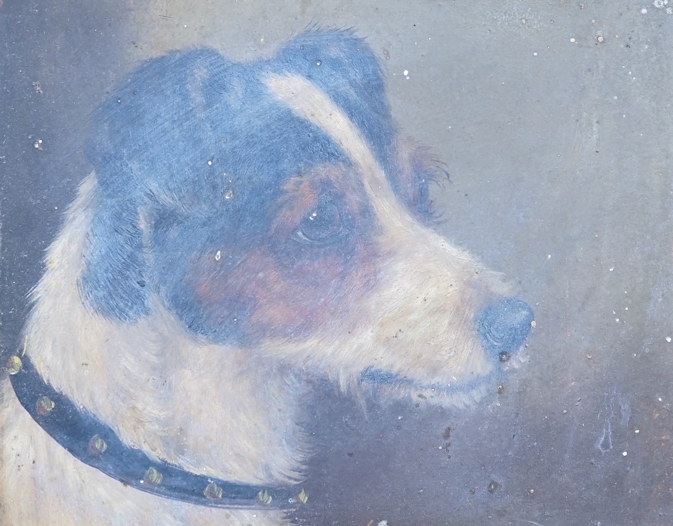 Manner of Alfred Wheeler (1852-1932), oil on board, Study of a Jack Russell's head, 18 x 23.5cm